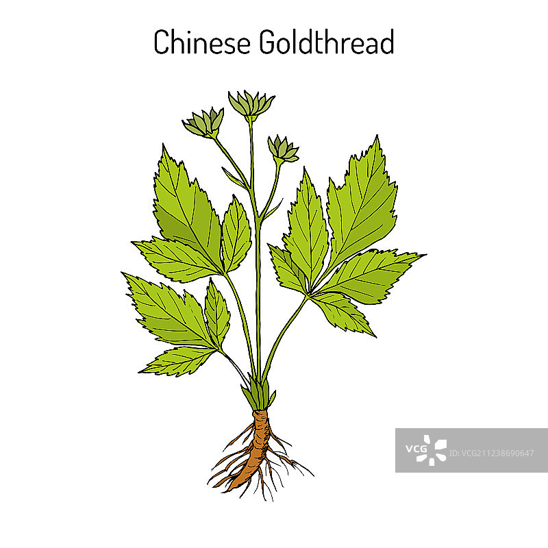 中药材黄连图片素材