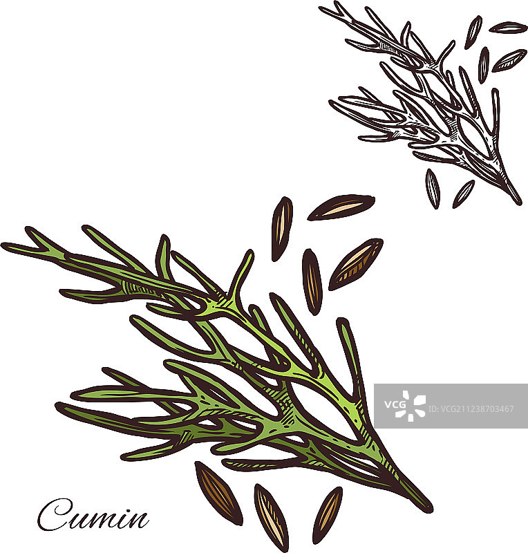 小茴香调味料植物种子素描图标图片素材
