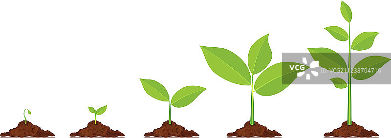 植物生长阶段图片素材