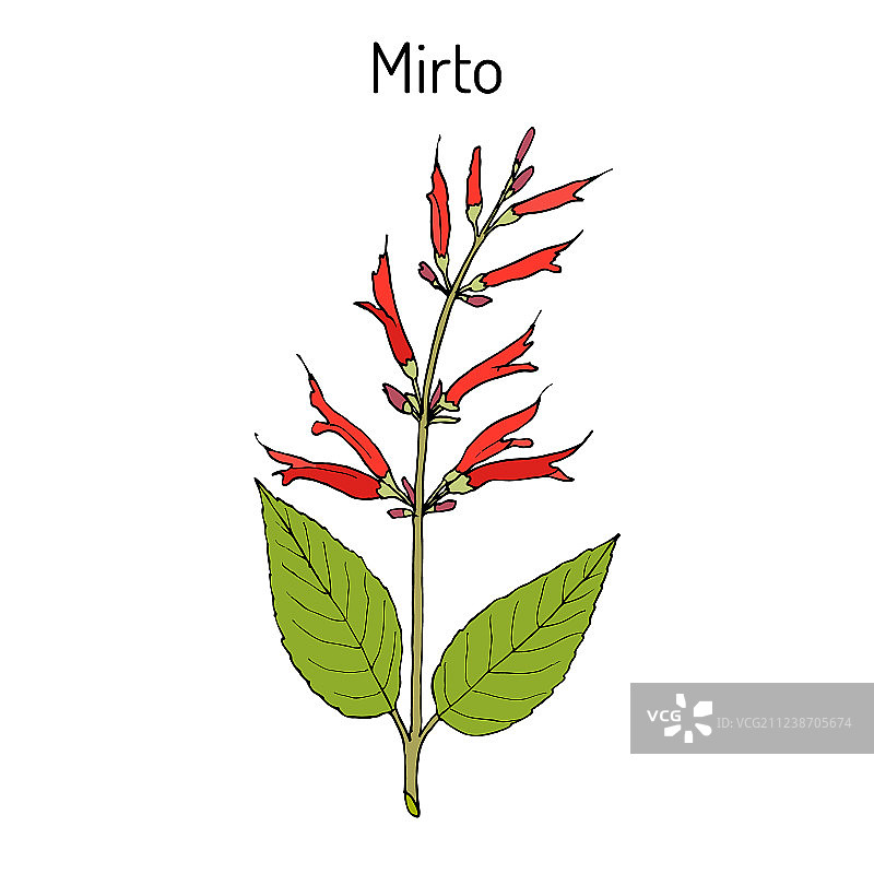 观赏药用鼠尾草图片素材