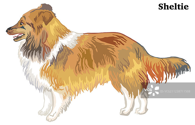 彩色装饰喜乐蒂犬站立画像图片素材