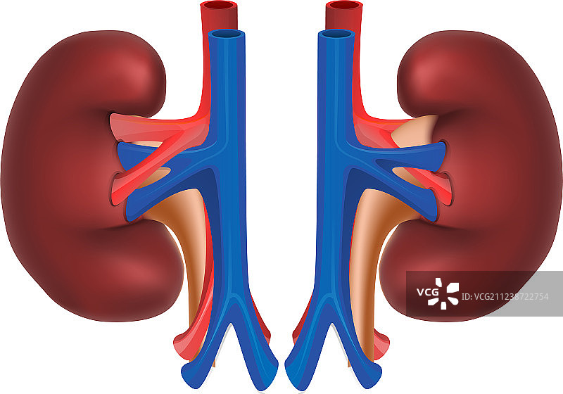 健康人的肾脏内部器官图片素材