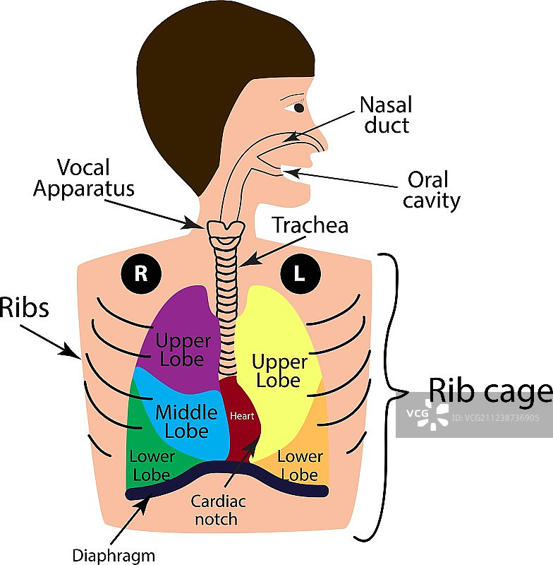 呼吸系统结构图片素材
