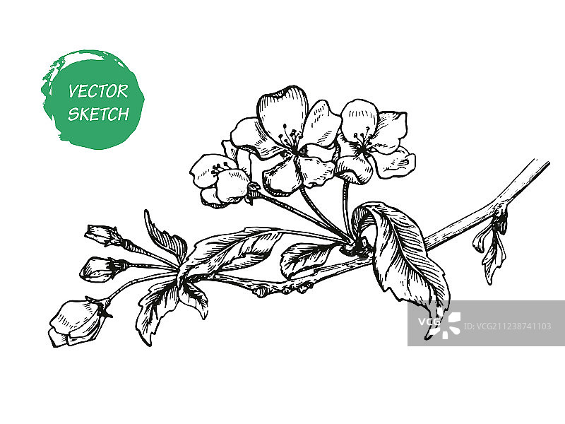 苹果花素描1图片素材