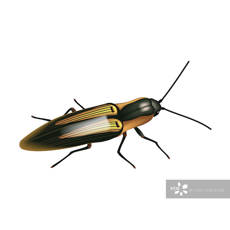 叩头虫图片素材