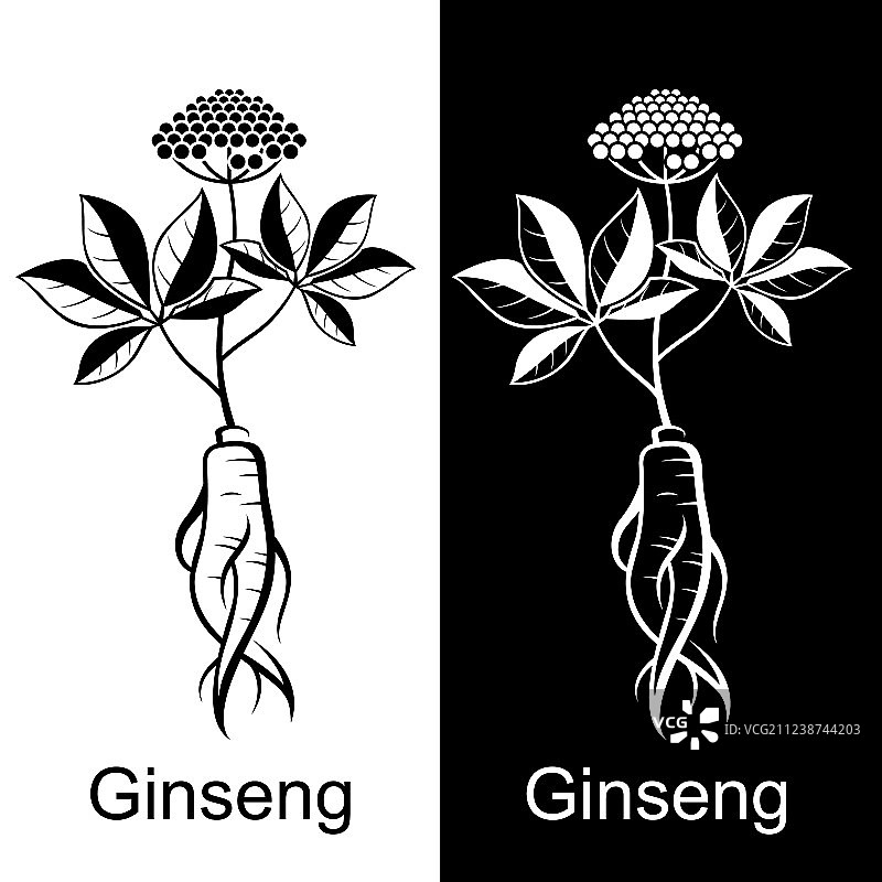 人参根合集图片素材