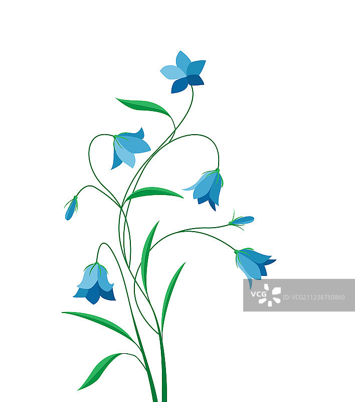 夏季花卉风铃草图片素材