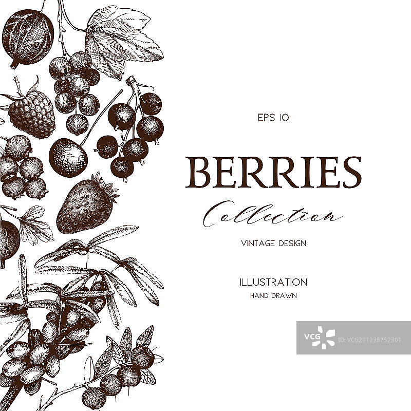 手绘浆果卡片图片素材