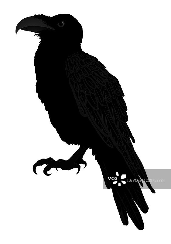 装饰鸟类线条艺术白嘴鸦黑白稿图片素材