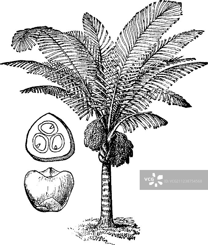 复古棕榈树图片素材