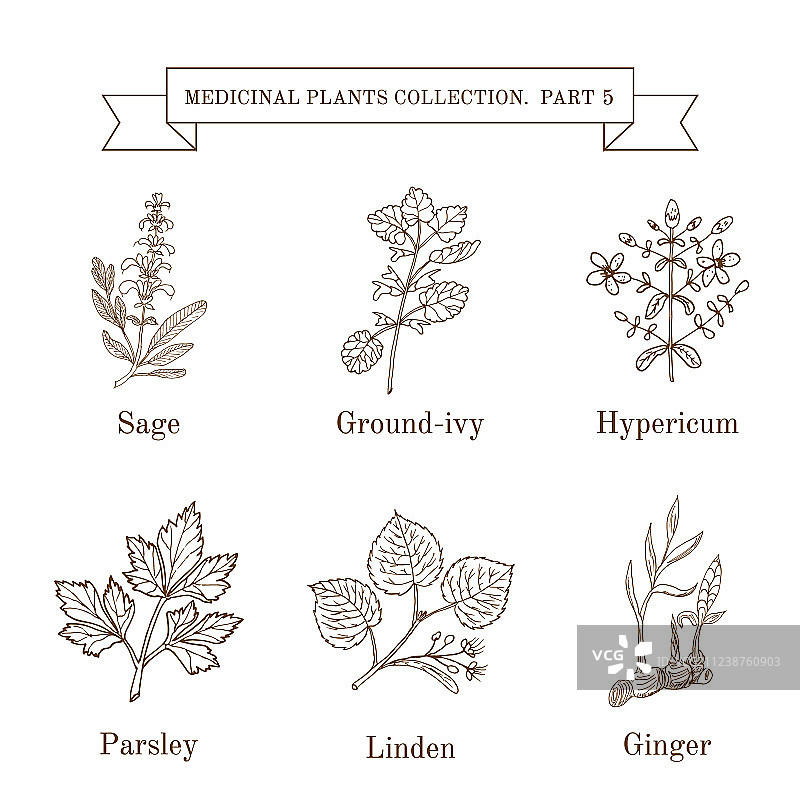 手绘复古草药收藏图片素材
