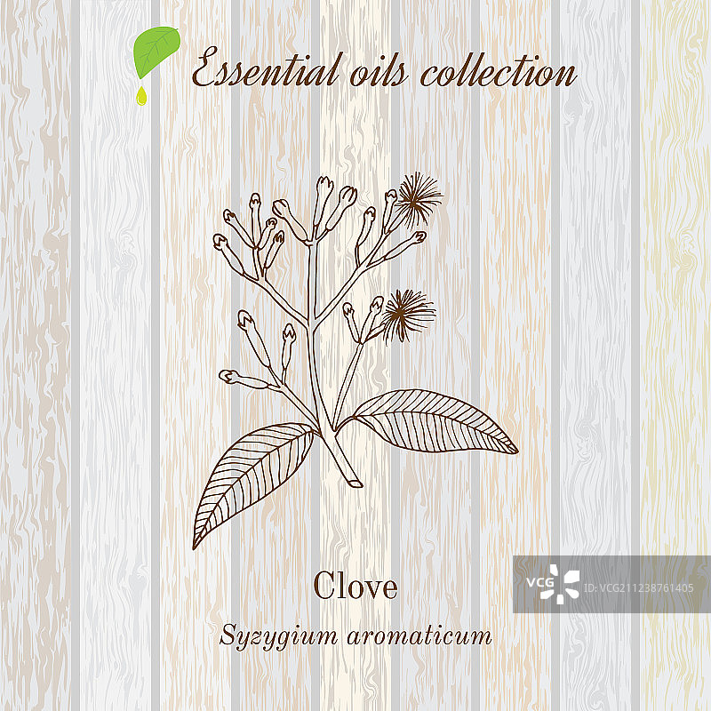 丁香精油标签香草植物图片素材