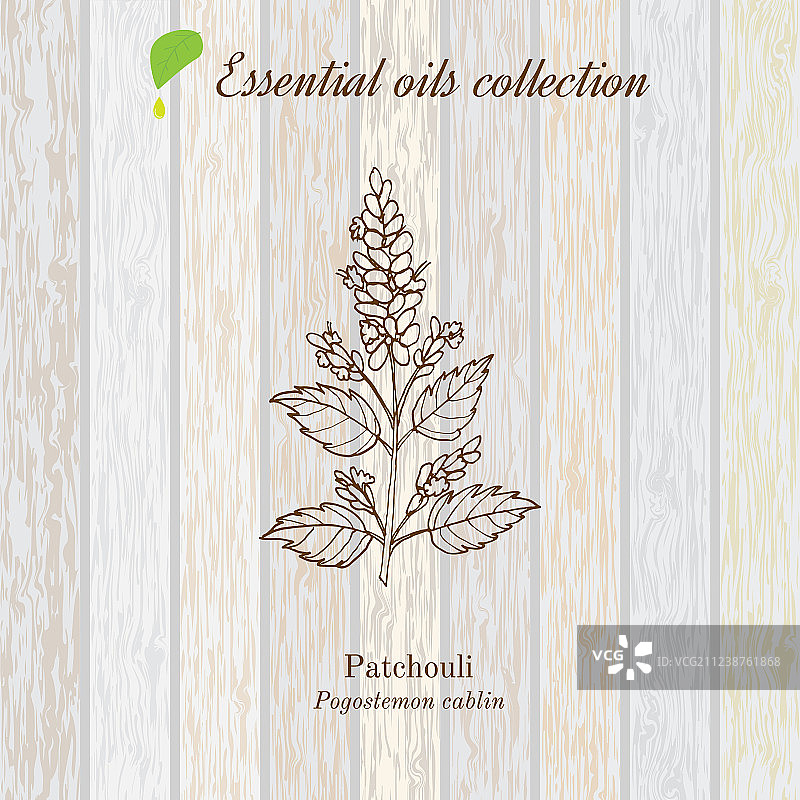 广藿香精油标签香草植物图片素材