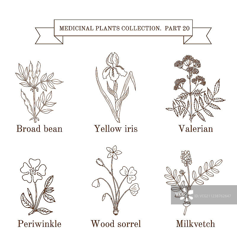 手绘复古草药收藏图片素材