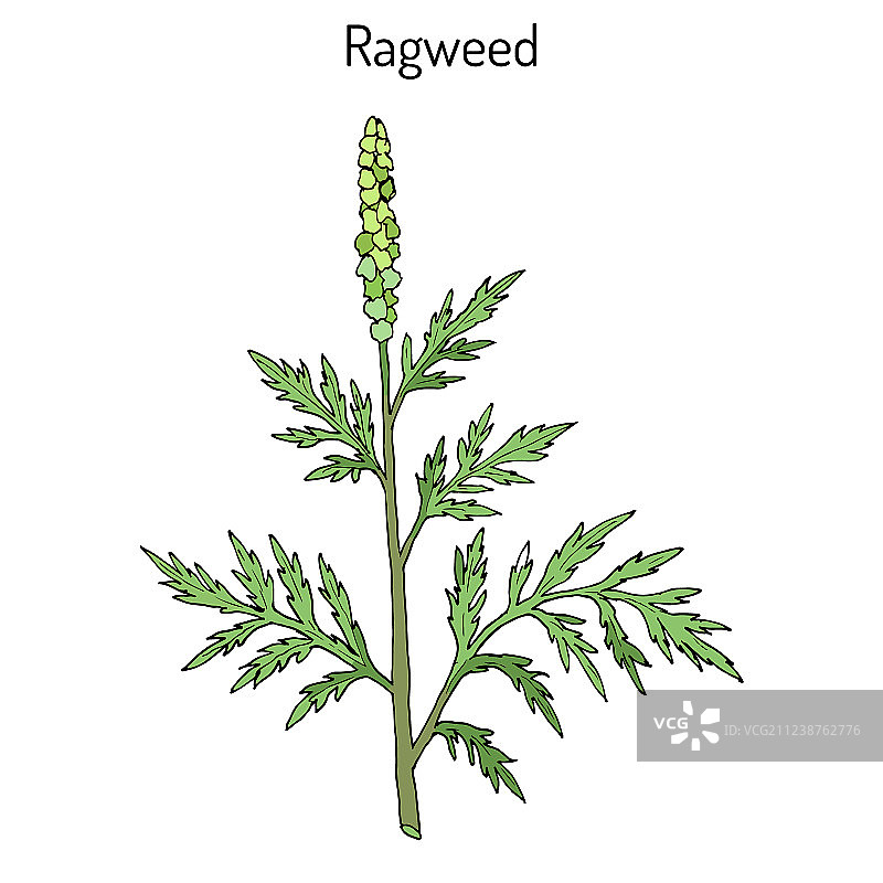 普通豚草图片素材