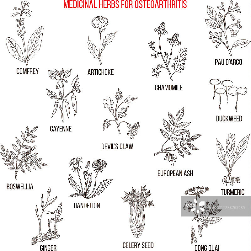 治疗骨关节炎的最佳药草图片素材