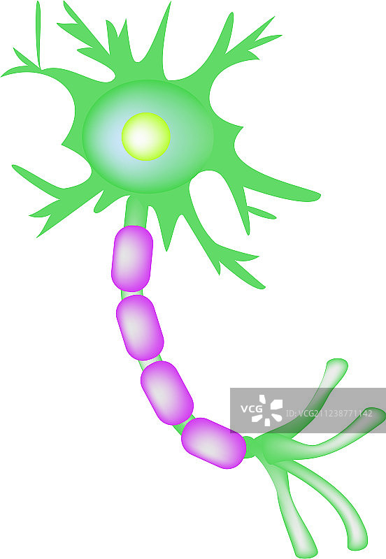 运动神经元信息图的结构图片素材