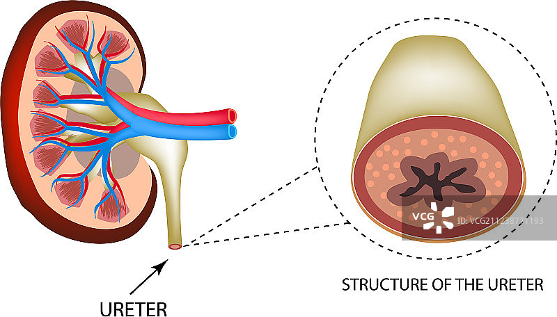 输尿管和肾脏结构图片素材