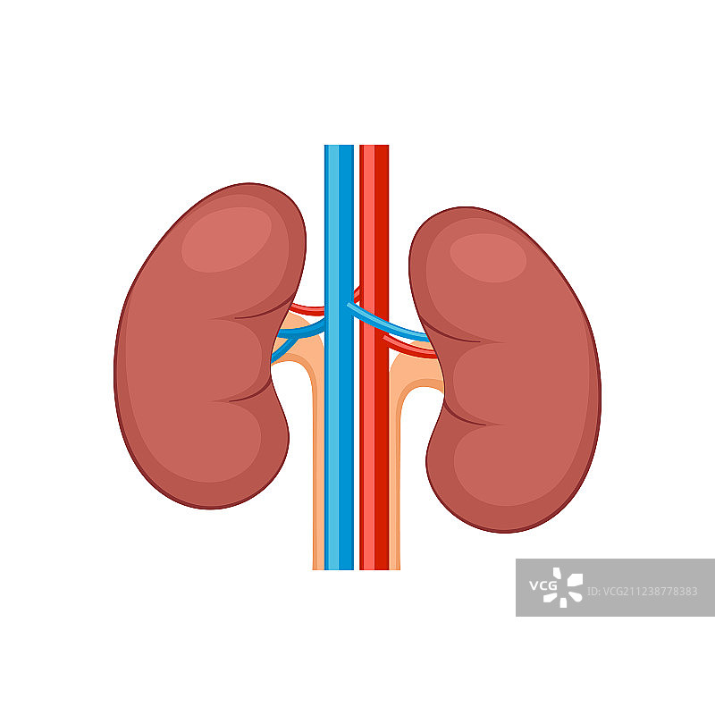 肾脏肾脏扁平逼真图标人类肾脏图片素材