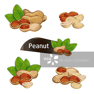 带叶子的带壳花生仁图片素材