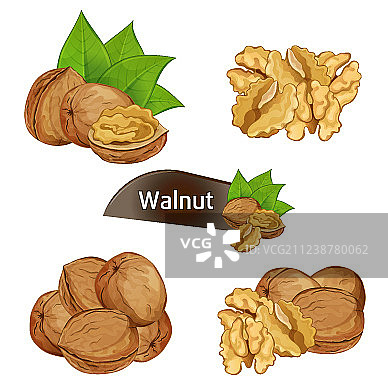 带叶子的核桃仁图片素材