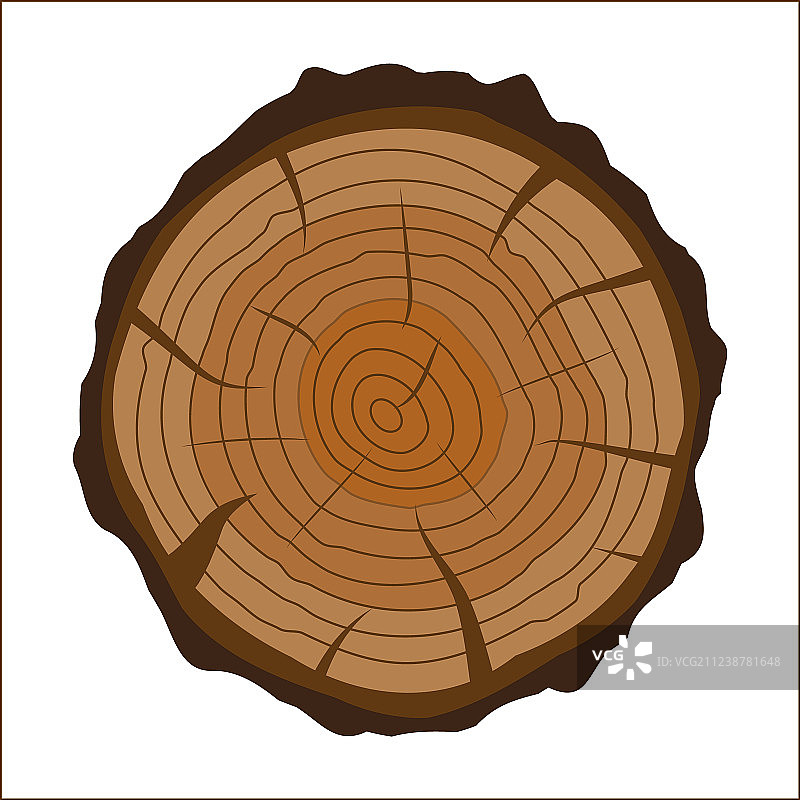树桩或树干木材切面图片素材