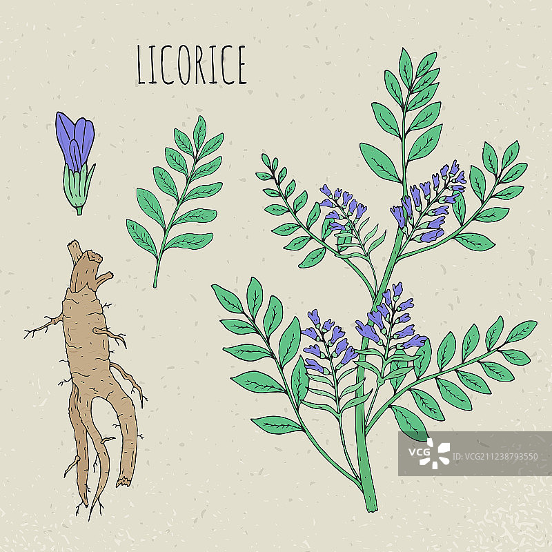 甘草植物特写图片素材