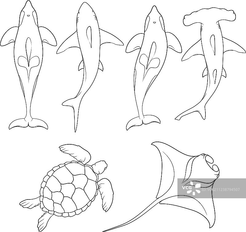 一组海洋动物图片图片素材