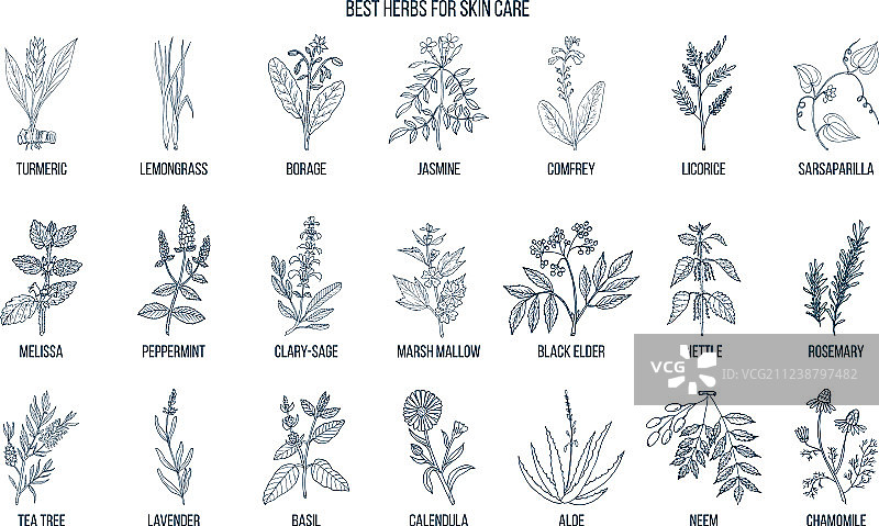 护肤最佳草药合集图片素材