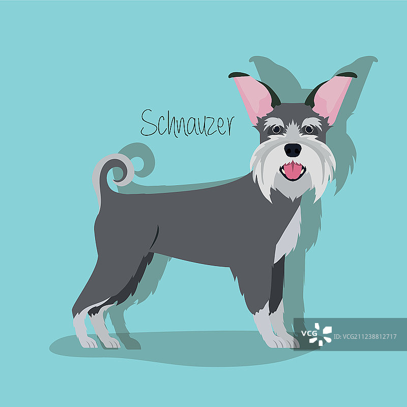 可爱的小型雪纳瑞宠物狗角色图片素材