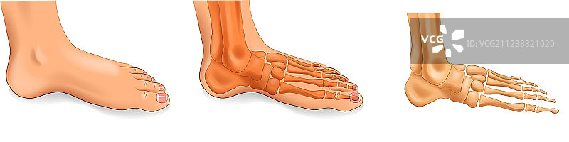 踝关节足骨图片素材