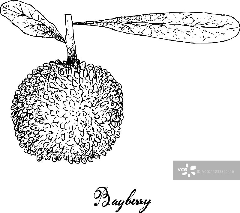 手绘白色背景下的杨梅果实图片素材