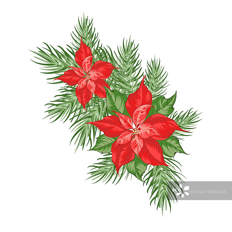 红色圣诞红 isolated 花卉构图图片素材