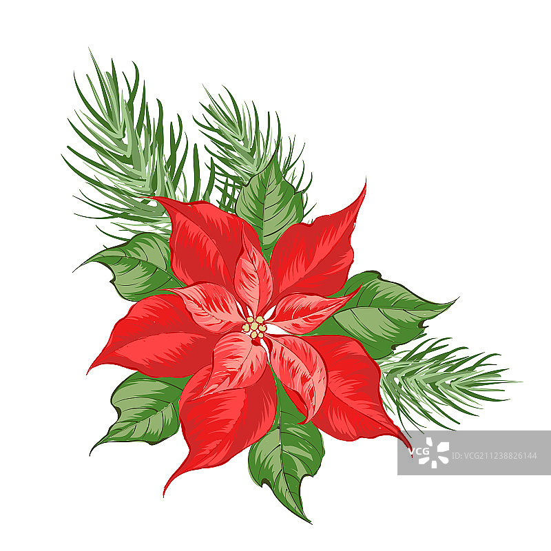红色圣诞红 isolated 花卉构图图片素材