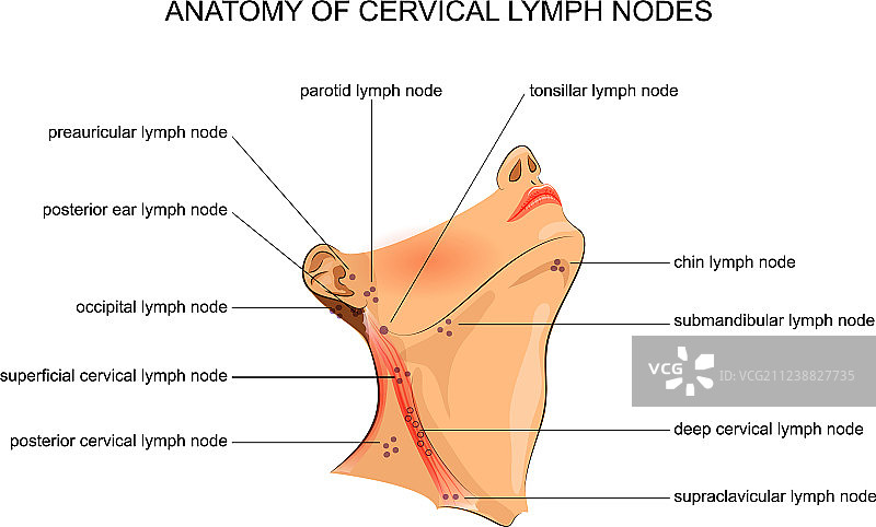 颈部淋巴结解剖图片素材