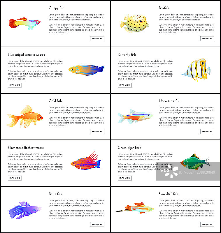 彩色海洋鱼类合集图片素材
