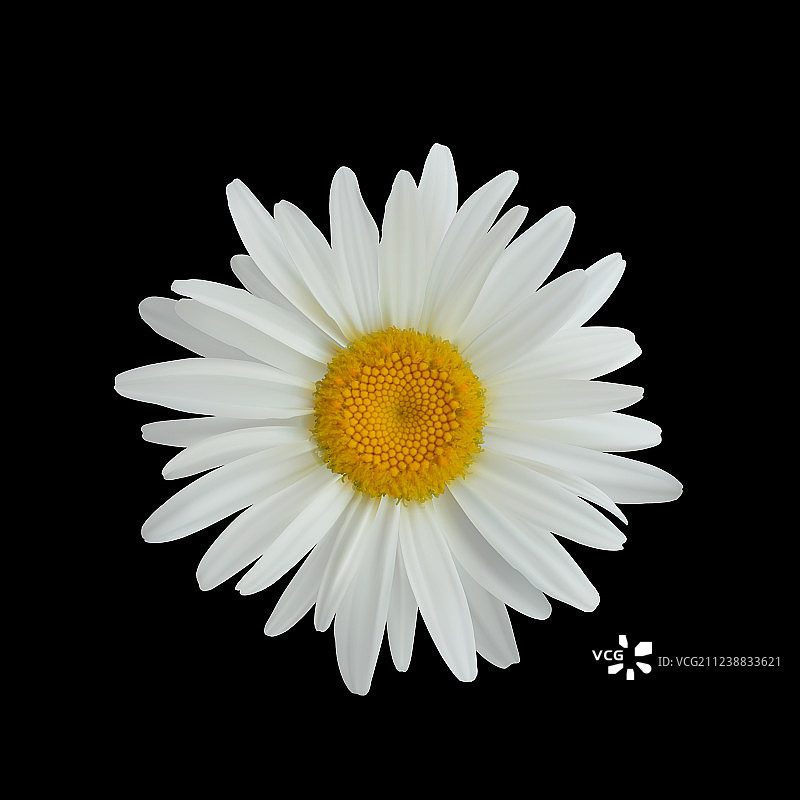 深色背景上的逼真雏菊花朵图片素材