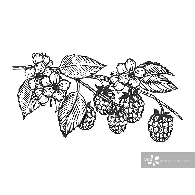 覆盆子枝干雕刻图片素材