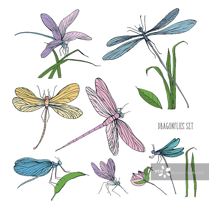 美丽彩色蜻蜓合集图片素材