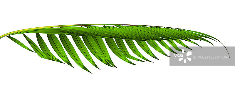 白色背景上的棕榈树绿叶图片素材