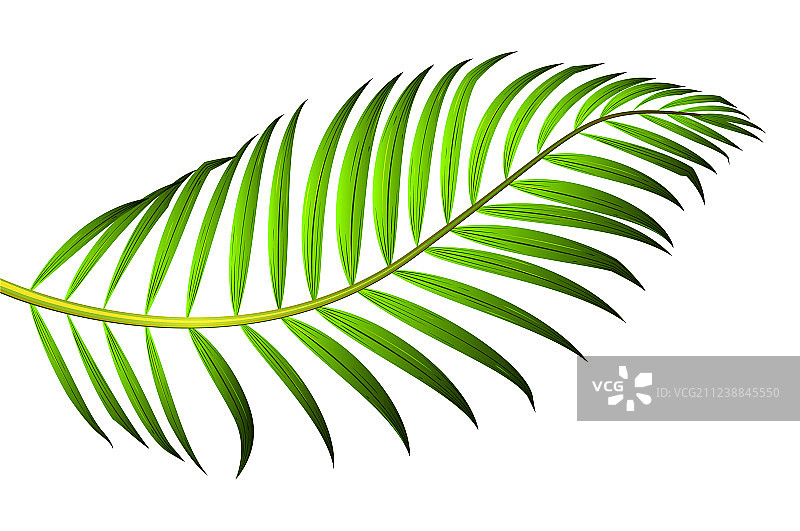 白色背景上的棕榈树绿叶图片素材