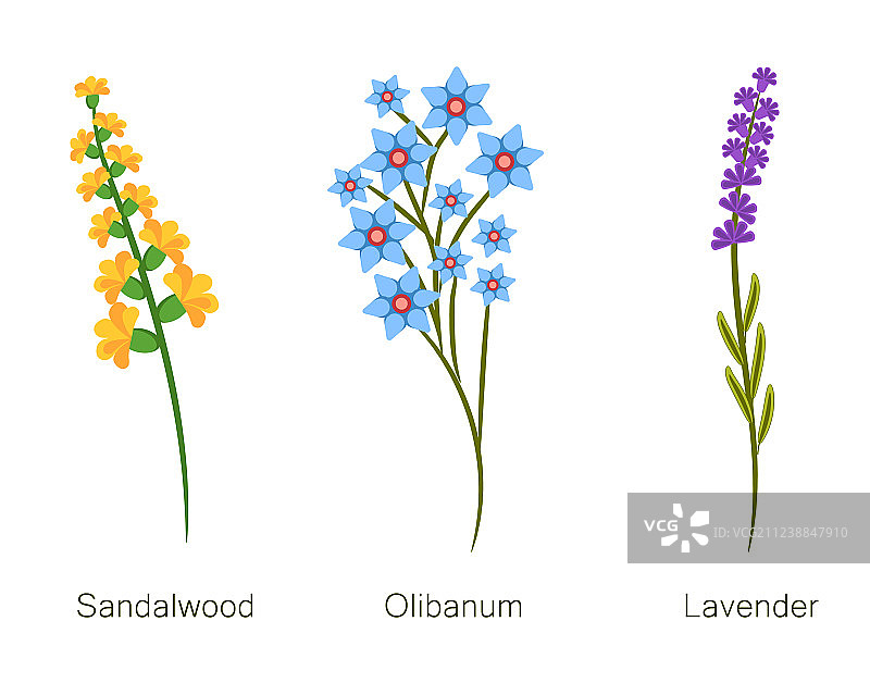 檀香木和乳香套装图片素材