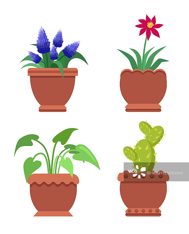 蓝壶花图片素材