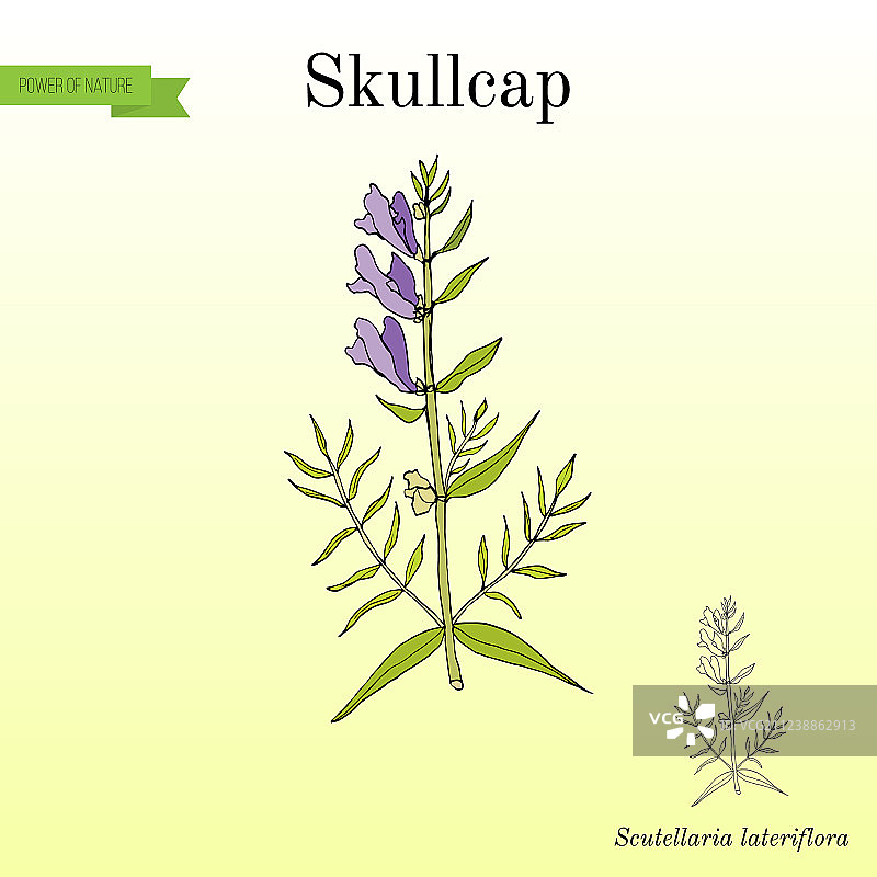 贝加尔湖黄芩图片素材