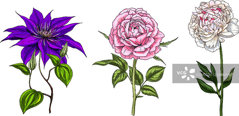 牡丹铁线莲和玫瑰花合集图片素材