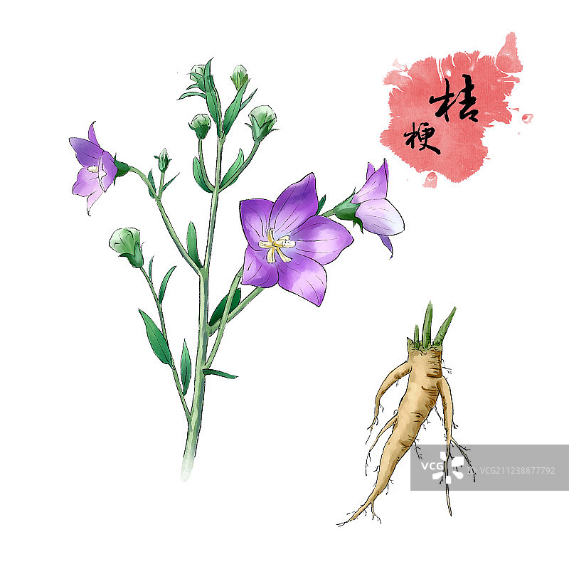 中草药之桔梗图片素材