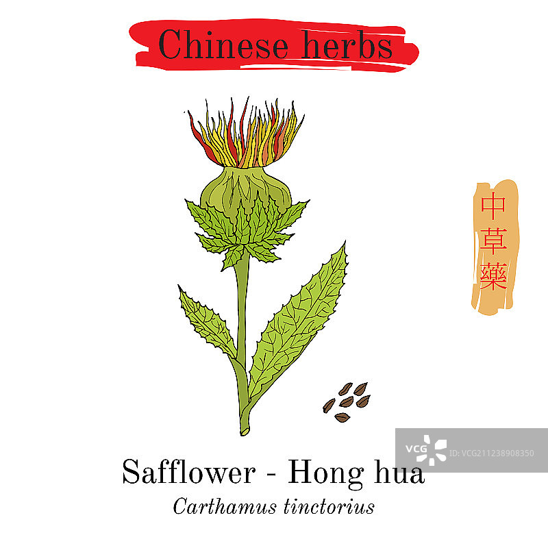 中国药草：红花图片素材