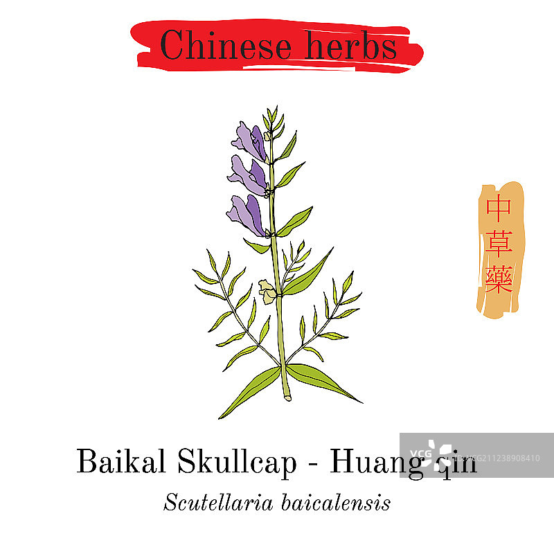 中国药草：黄芩图片素材