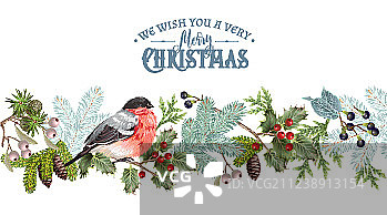 红腹灰雀圣诞节边框图片素材