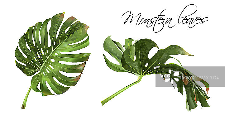 逼真的 Monstera图片素材